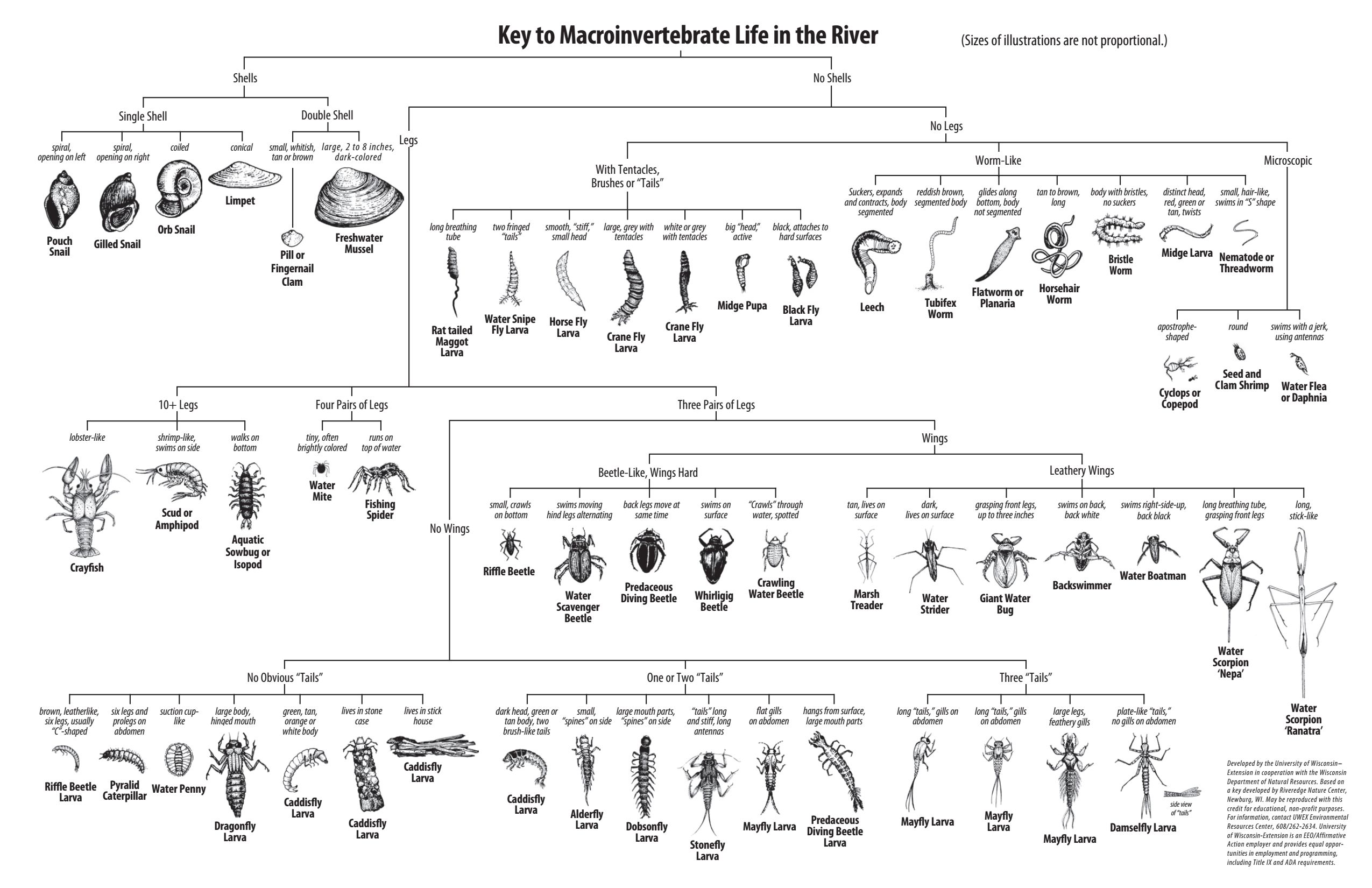 Aquatic Invertebrate Identification Chart